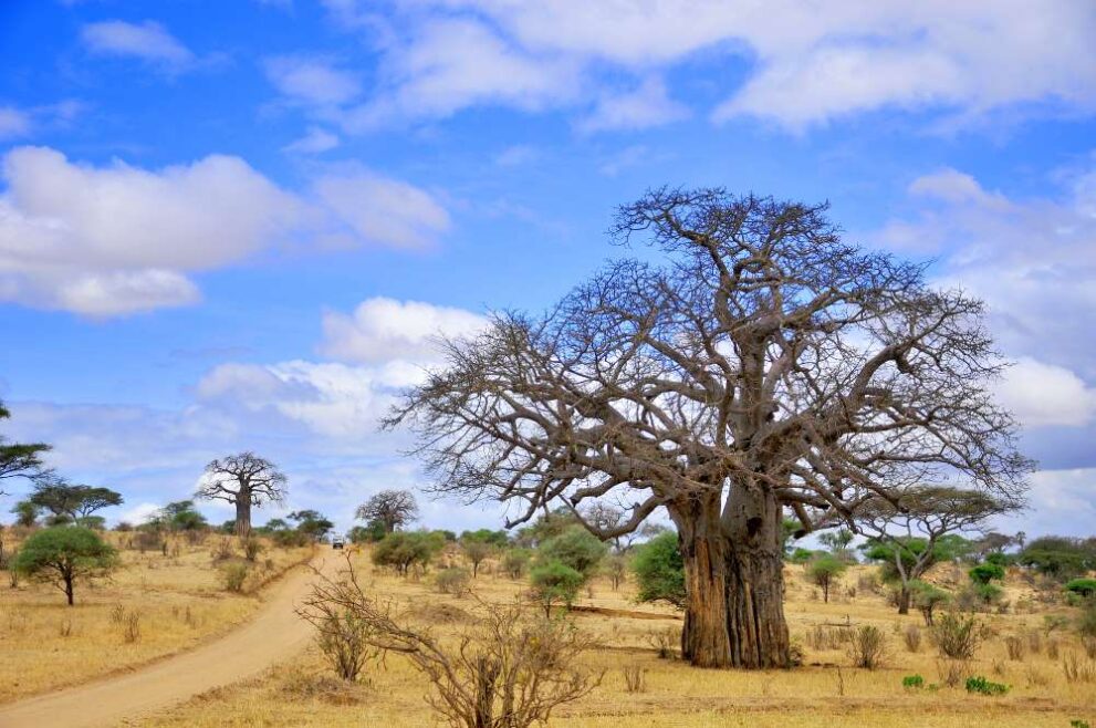 Baobab Baum im Mkomazi Nationalpark in Tansania