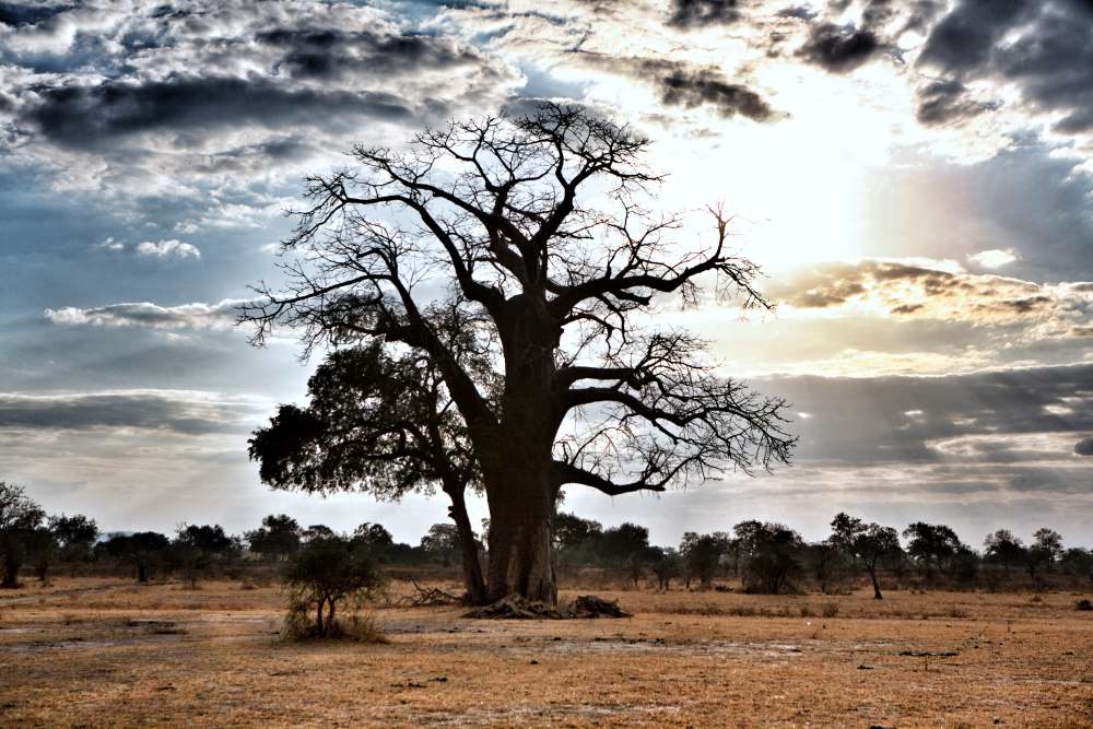 Baobab Baum in trockener Landschaft im Nyerere Nationalpark - Selous Game Reserve