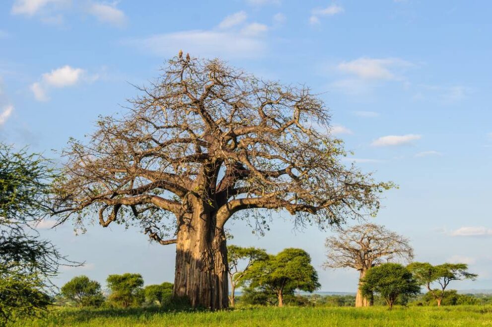 Majestätischer Baobab Baum im Tarangire Nationalpark in Tansania