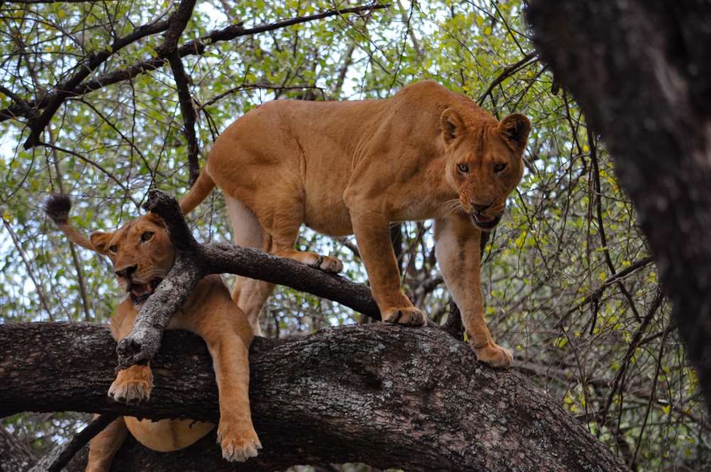 Zwei Löwen beobachten Beute von einem Baum im Lake Manyara Nationalpark in Tansania