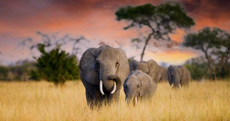 Elefanten im Tarangire Nationalpark in Tansania
