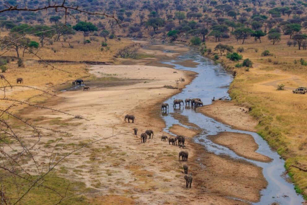 Elefantenherde steht am Tarangire Fluss im Tarangire Nationalpark in Tansania