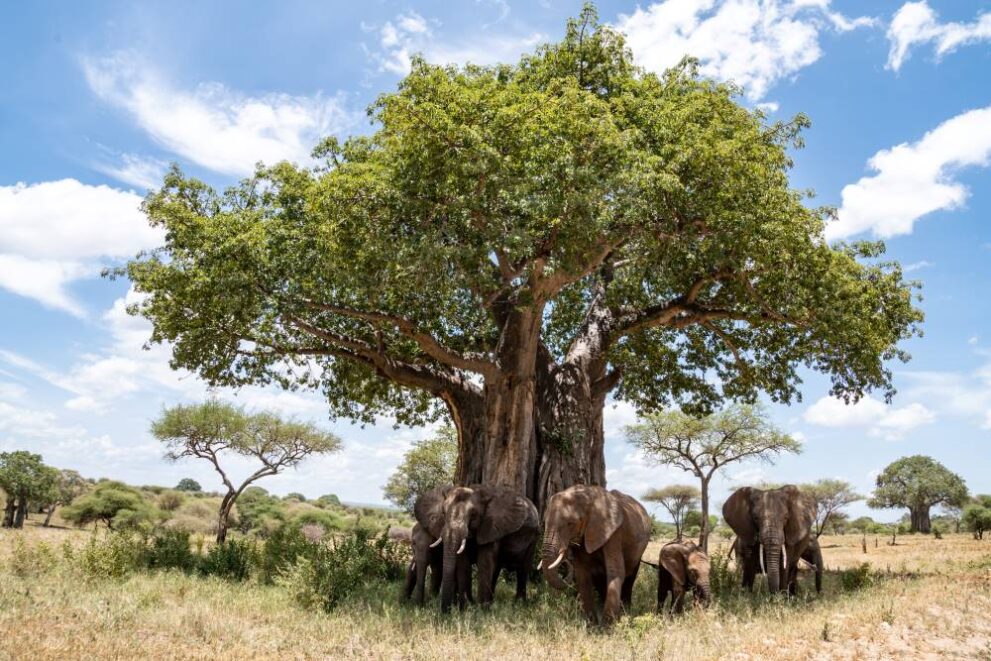 Elefanten stehen unter riesigem Baobab Baum im Tarangire Nationalpark in Tansania