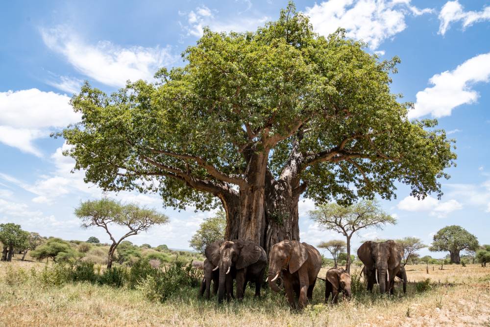 Elefanten stehen unter riesigem Baobab Baum im Tarangire Nationalpark in Tansania