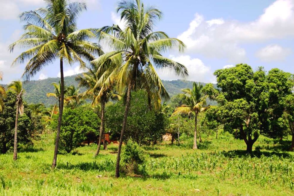 Flache Ebene mit Landwirtschaft vor dem Udzungwa Mountains Nationalpark in Tansania
