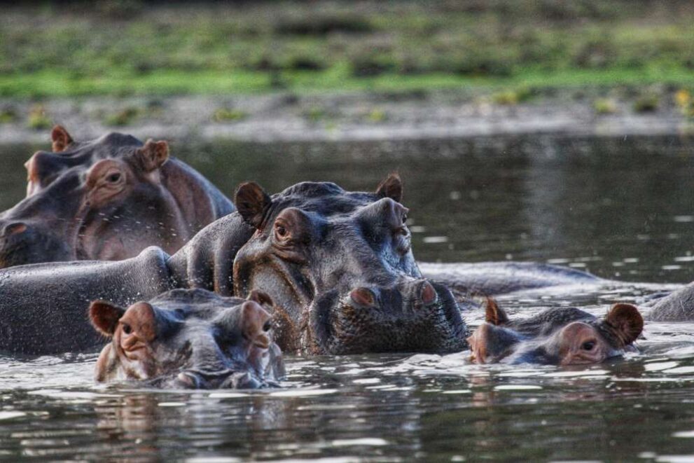 Flusspferdeim Nyerere Nationalpark - Selous Game Reserve