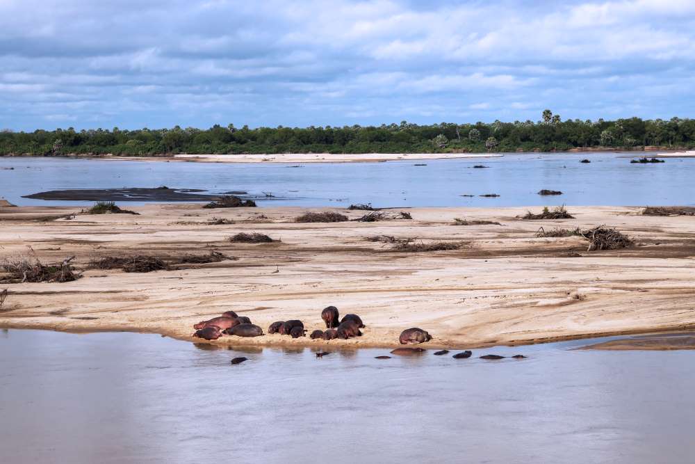 Rufiji Fluss im Nyerere Nationalpark - Selous Game Reserve