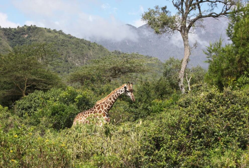 Giraffe im Wald im Arusha Nationalpark in Tansania