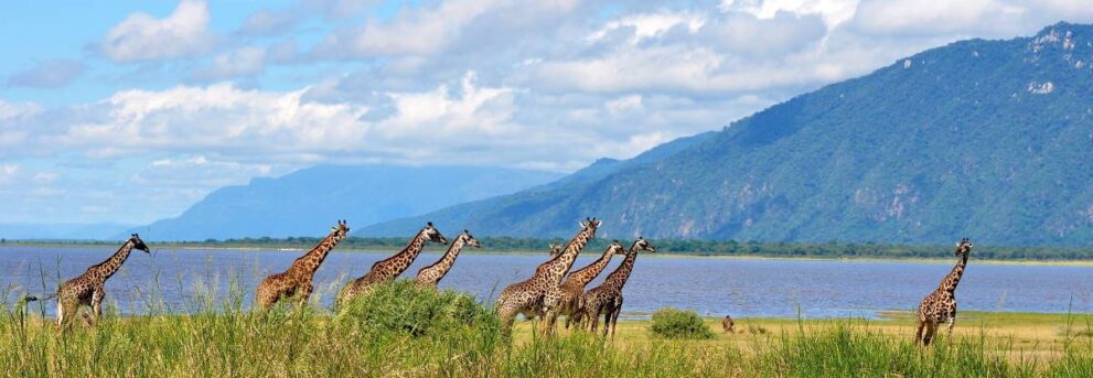 Giraffen laufen am See entlang im Lake Manyara Nationalpark in Tansania