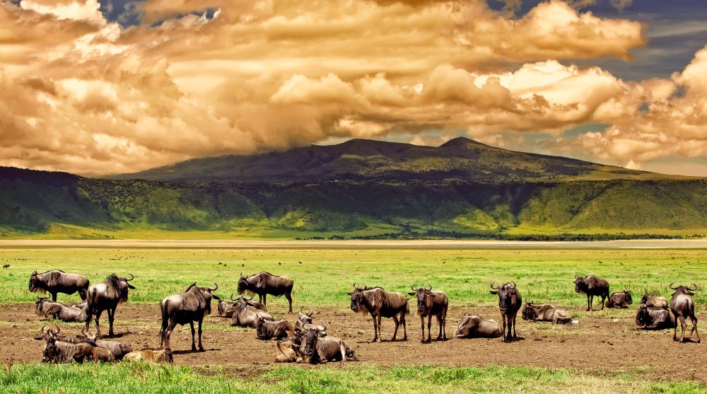 Mehrere Gnus stehen vor der Kraterwand im Ngorongoro Krater in Tansania