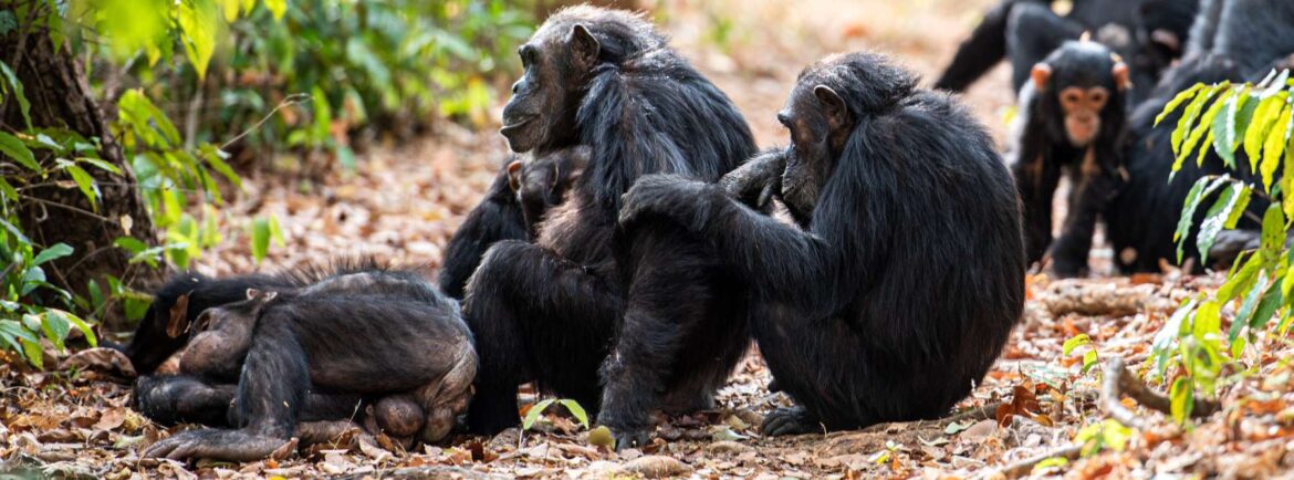 Schimpansen sitzen zusammen im Gombe Stream Nationalpark