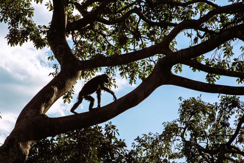 Schimpanse auf einem Baum im Gombe Stream Nationalpark