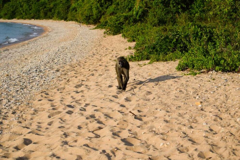 Ein Pavian läuft über den Sandstrand am Tanganjikasee im Gombe-Stream-Nationalpark