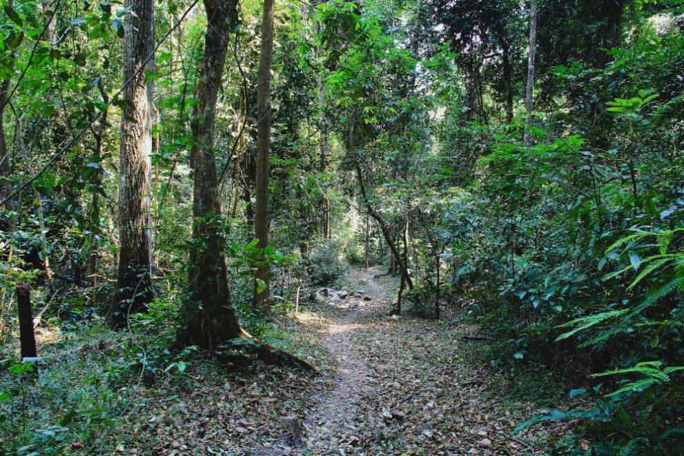 Wanderweg zwischen dichten Bäumen im Gombe Stream Nationalpark
