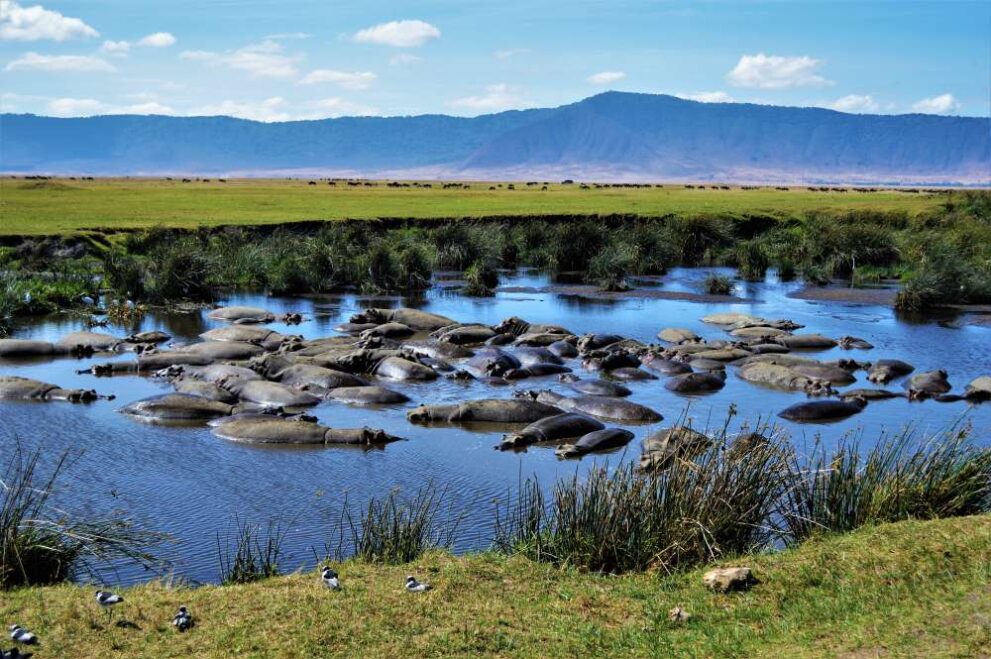 Ein kleiner Pool voller Flusspferde im Ngorongoro Krater in Tansania
