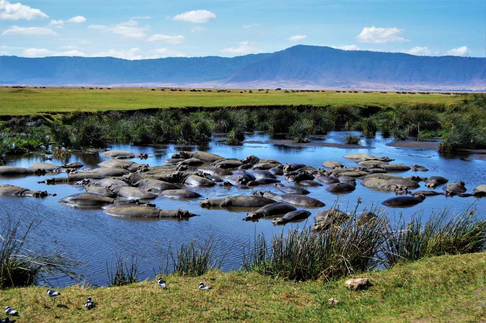 Ein kleiner Pool voller Flusspferde im Ngorongoro Krater in Tansania