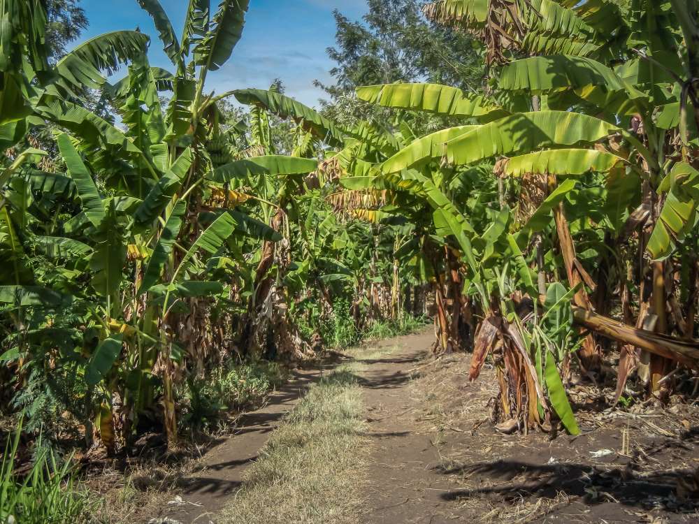 Bananenstauden an einem Feldweg in der Kulturzone am Fuß des Kilimandscharo
