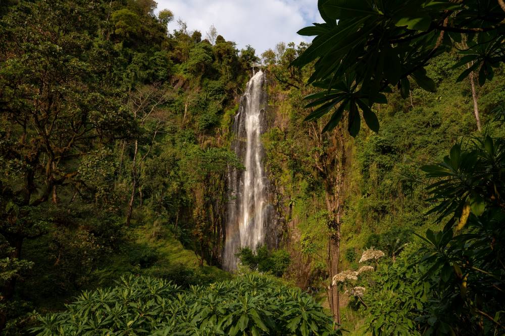 Wasserfall im Bergregenwald am Kilimandscharo