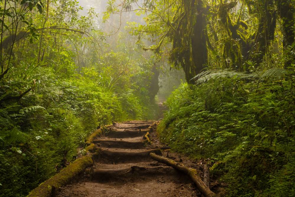 Mystischer Weg im Regenwald des Kilimandscharo Nationalpark