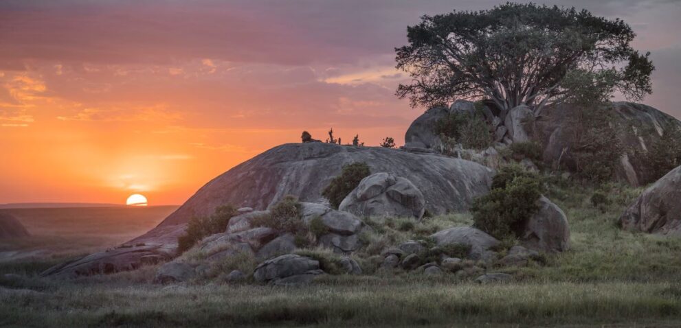 Löwe auf einem Kopjes Felsen in der Masai Mara