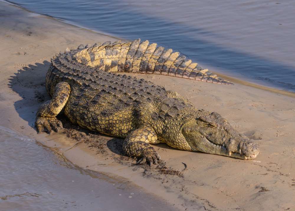 Schlafendes Krokodil im Katavi Nationalpark in Tansania