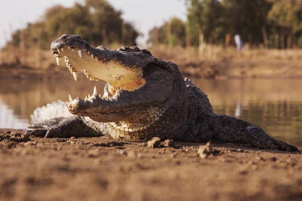 Afrikanisches Krokodil mit weit aufgerissenem Maul