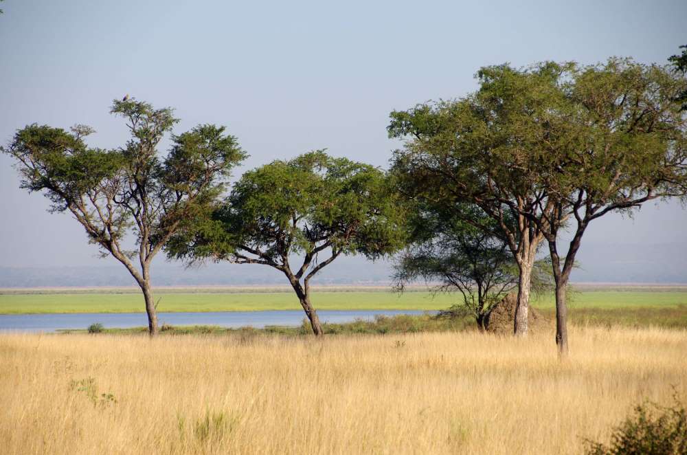 Landschaft mit Bäumen im Katavi Nationalpark in Tansania