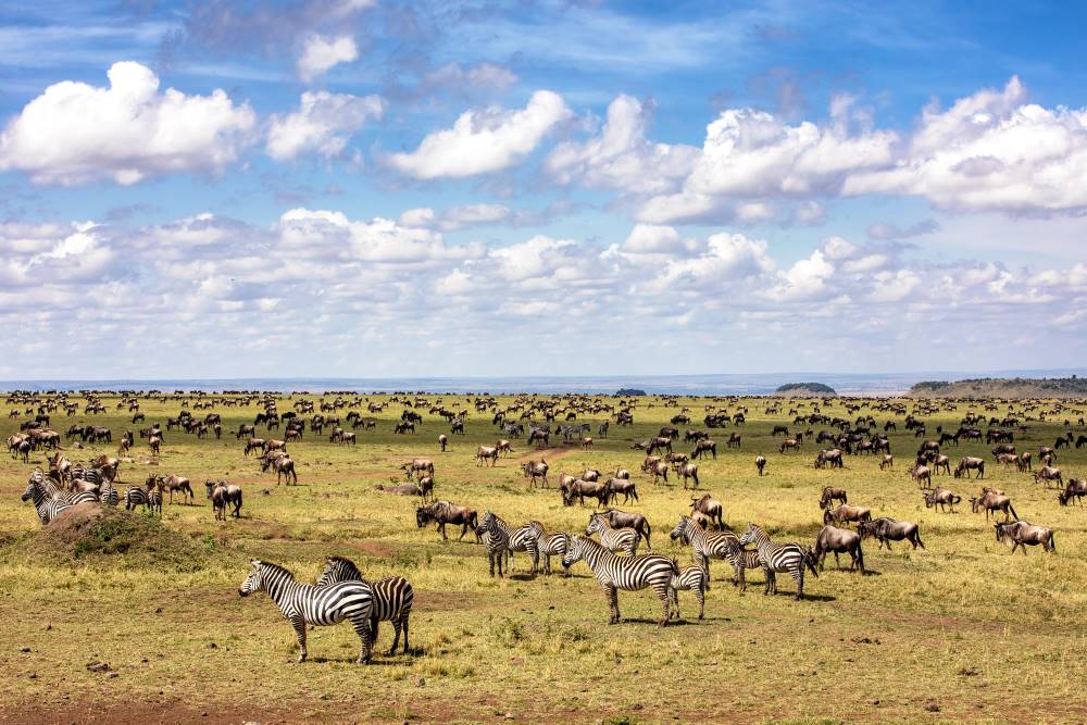 Landschaft der Masai Mara mit Zebras und Gnus