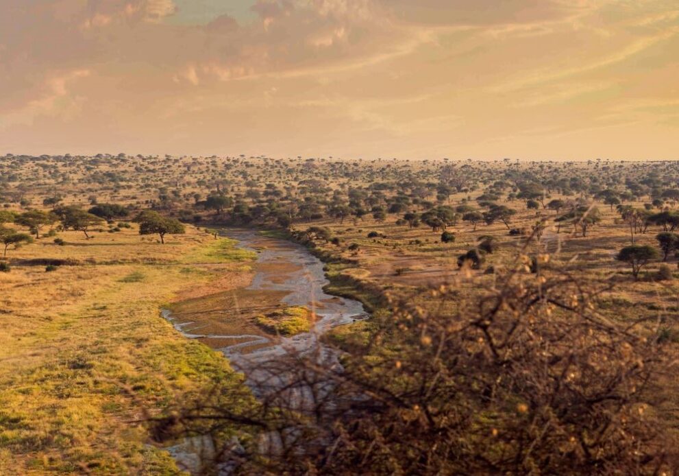 Landschaftsbild vom Tarangire Nationalpark in Tansania
