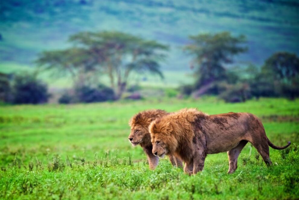 Zwei männliche Löwen im Ngorongoro-Krater