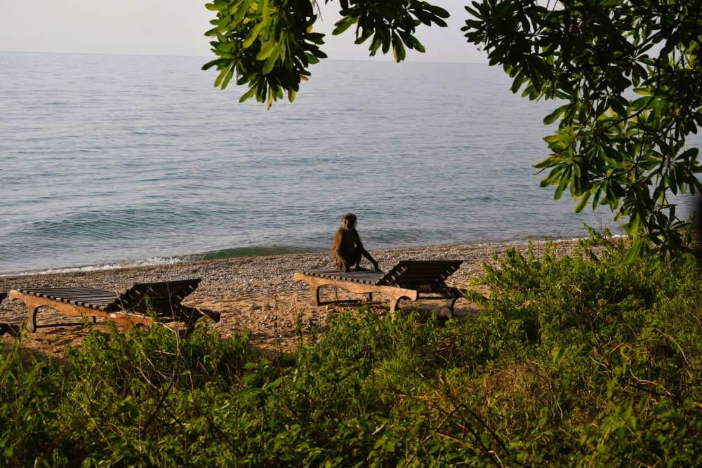 Ein Pavian sitzt auf einer Strandliege am Ufer des Tanganjikasees im Mahale-Mountains-Nationalpark