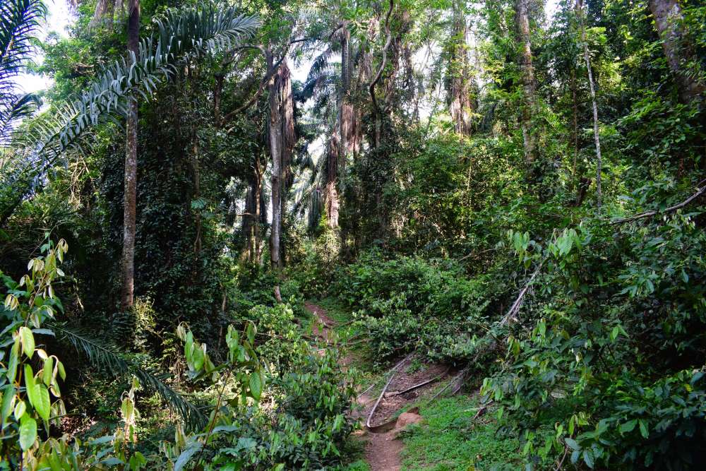 Dicht bewachsener Wanderweg im Mahale Mountains Nationalpark in Tansania