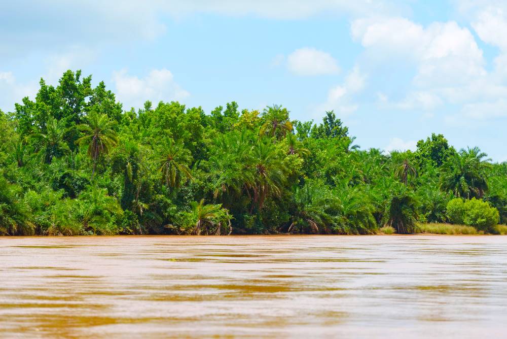 Fluss mit Palmen und dichtem Grün am Ufer im Saadani-Nationalpark
