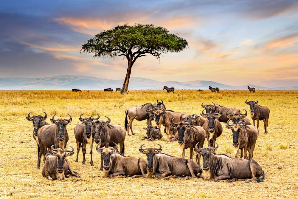 Gnus in der Masai Mara und Akazienbaum im Hintergrund