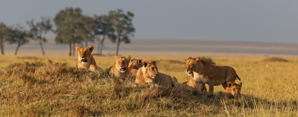 Löwen liegen im Masai Mara Nationalreservat im Gras