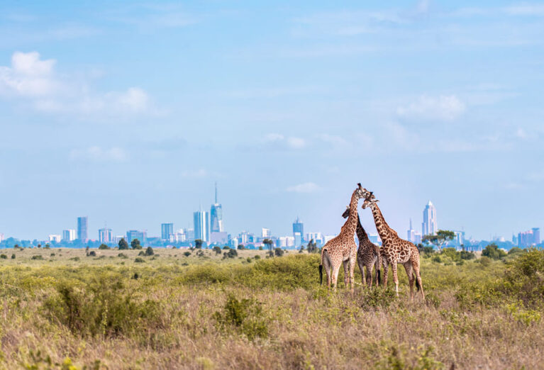 Giraffen stehen im Nairobi Nationalpark vor der Skyline von Nairobi