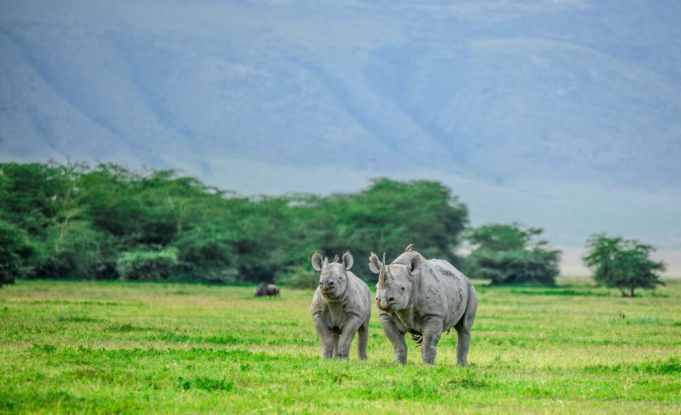Zwei Nashörner im Ngorongoro Krater in Tansania