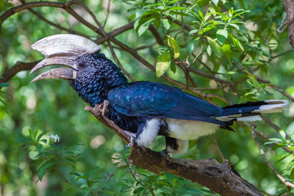 Wunderschöner blauer Nashornvogel im Lake Manyara Nationalpark in Tansania