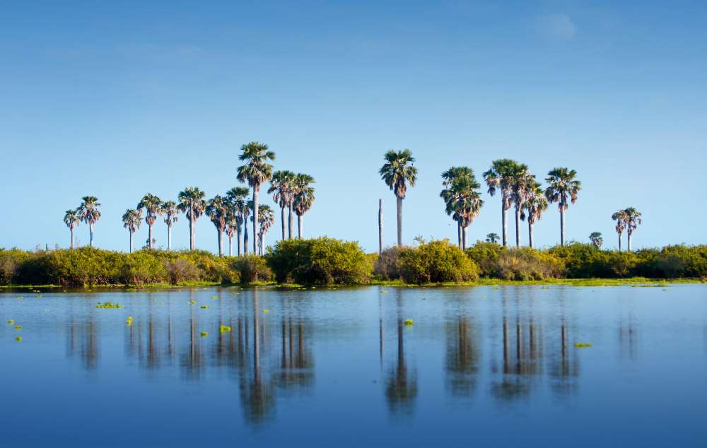 Palmen am Ufer des Lake Manze im Nyerere Nationalpark - Selous Game Reserve