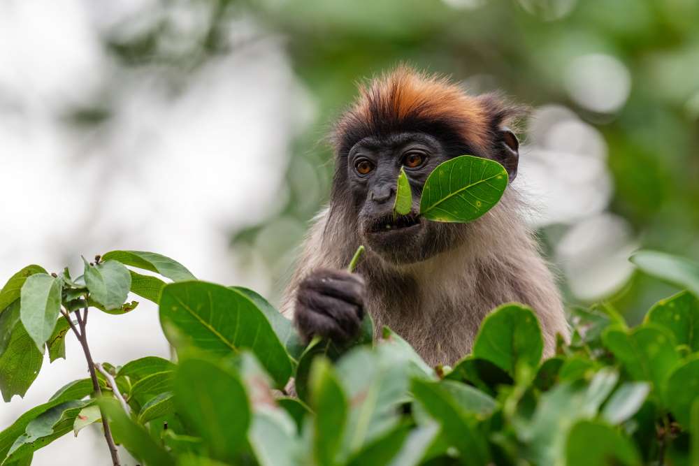 Roter Colobus Affe im Regenwald