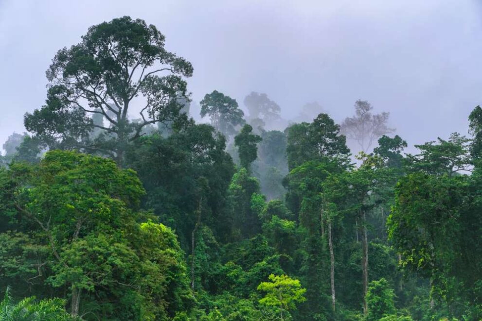 Regenwald im Udzungwa Mountains Nationalpark in Tansania