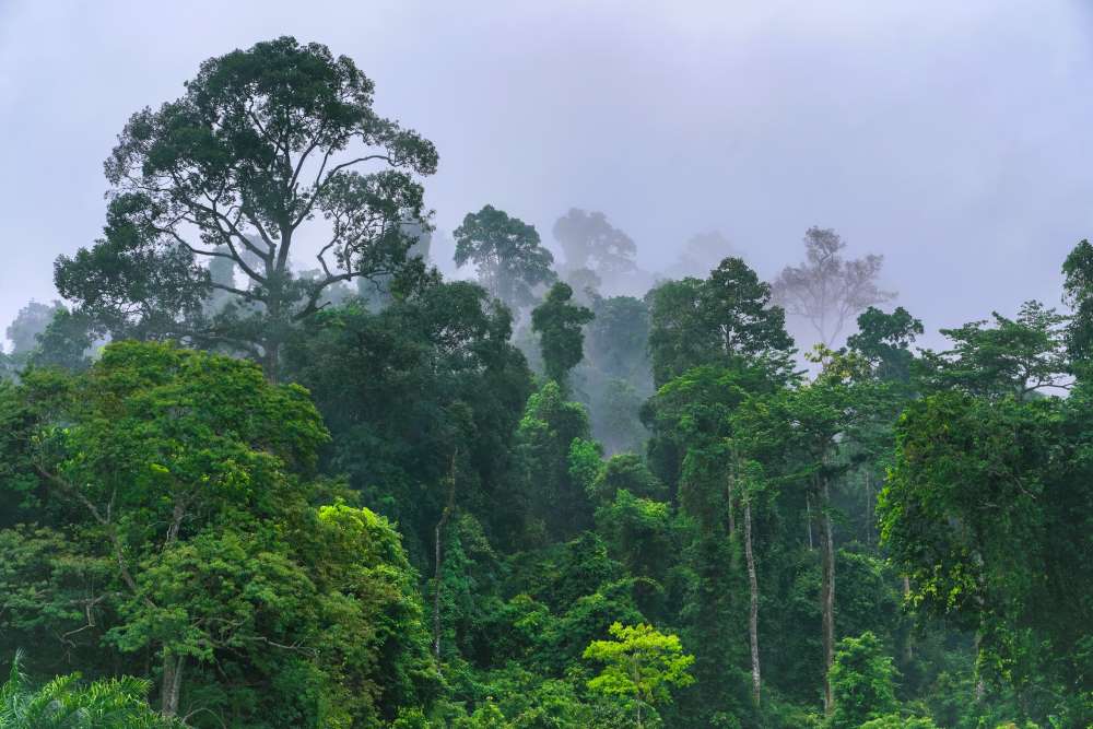 Regenwald im Udzungwa Mountains Nationalpark in Tansania