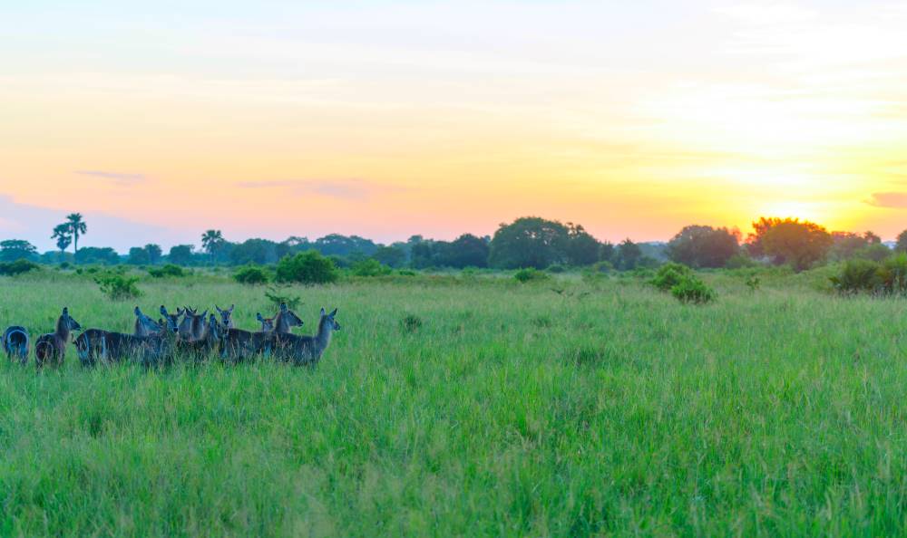 Landschaft mit weiter Savanne im Saadani Nationalparks in Tansania