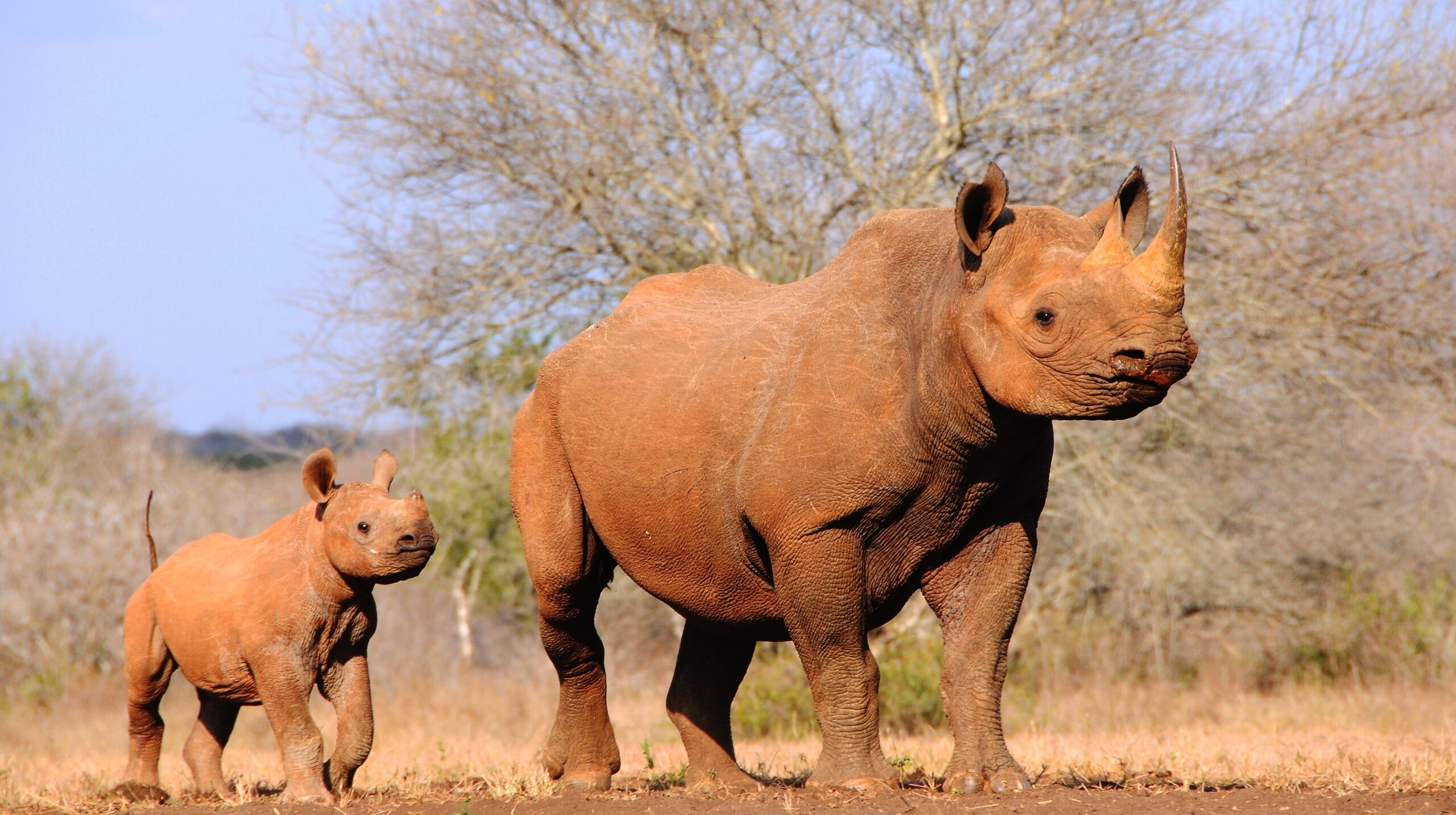 Spitzmaulnashorn mit Jungtier im Mkomazi-Nationalpark in Tansania