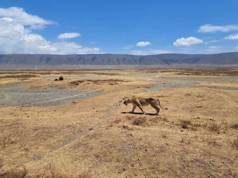 Eine Löwin streift über den trockenen Boden des Ngorongoro-Kraters, dahinter die Kraterwand