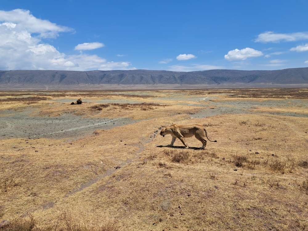 Eine Löwin streift über den trockenen Boden des Ngorongoro-Kraters, dahinter die Kraterwand