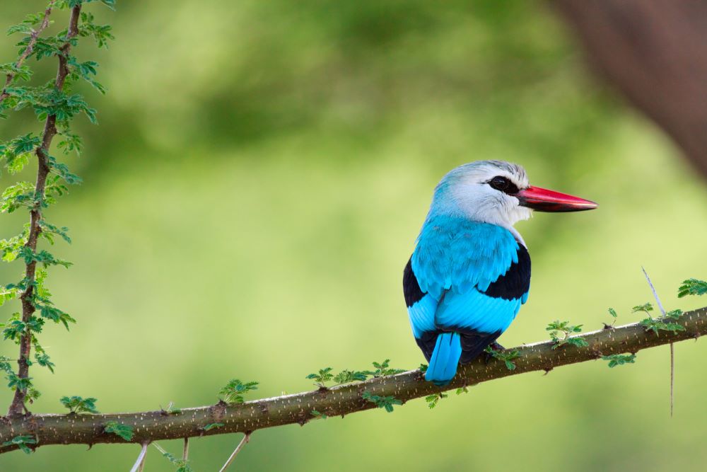 Seltener Vogel sitzt auf einem Ast im Lake Manyara Nationalpark in Tansania