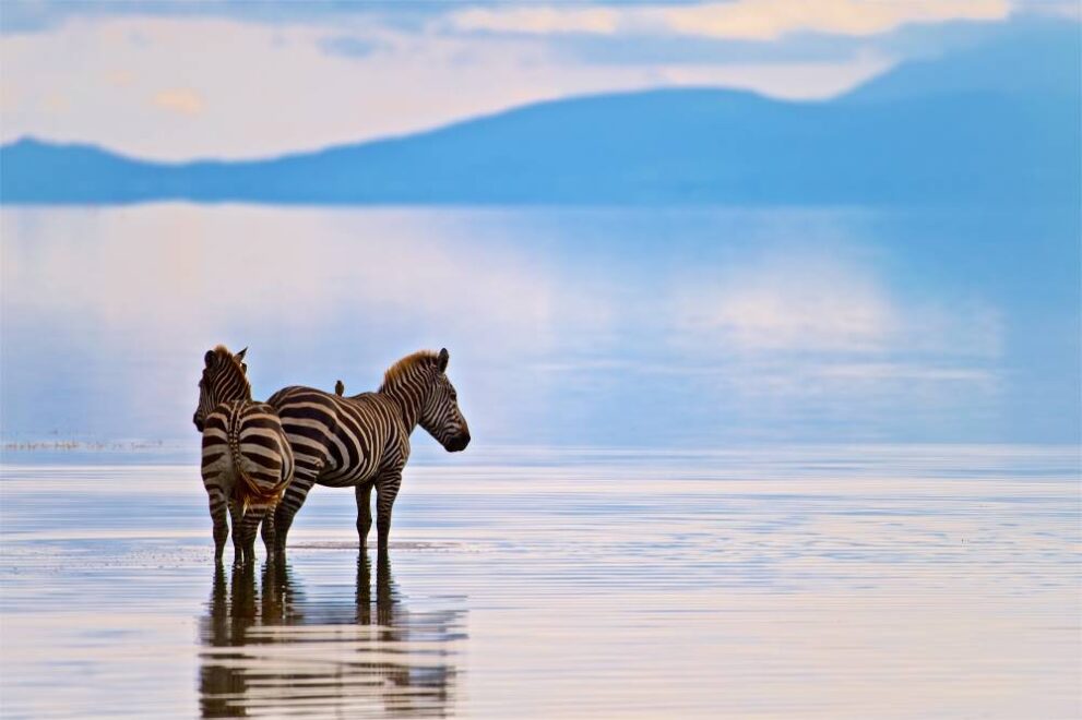Zwei Zebras vor der Kulisse des Lake Manyara Nationalpark in Tansania