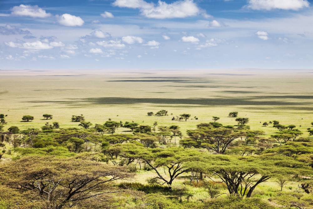 Savanne im Serengeti Nationalpark