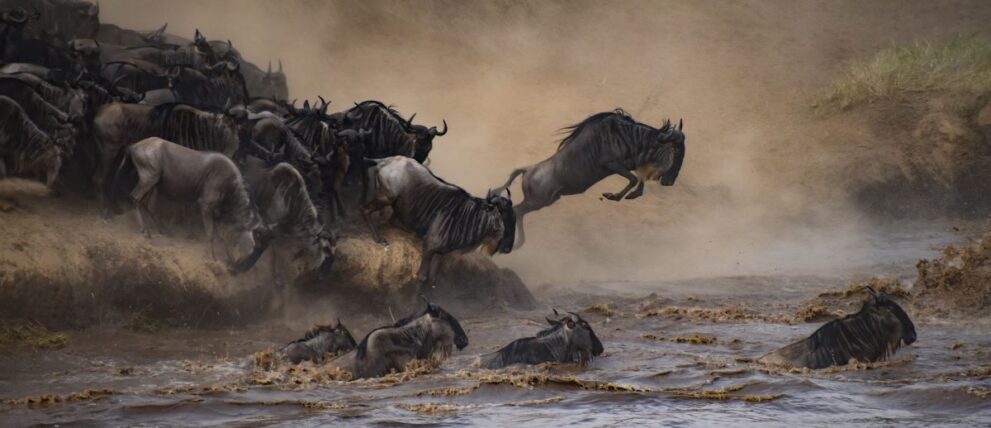 Gnu springt in den Fluss während der Great Migration